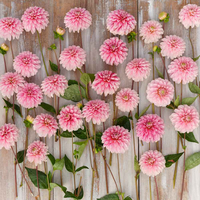 Dahlia Seeds (Decorative) - Strawberry and Cream