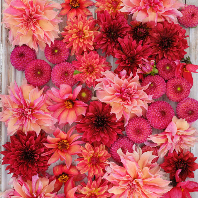 Dahlia Seeds - Strawberry Fields Mix