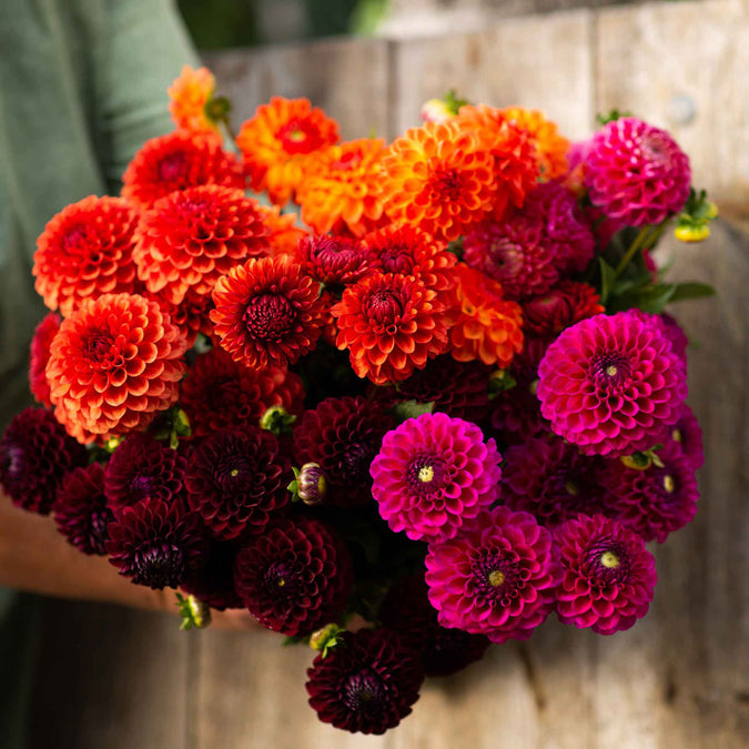 Dahlia Seeds - Sugar Puff Mix