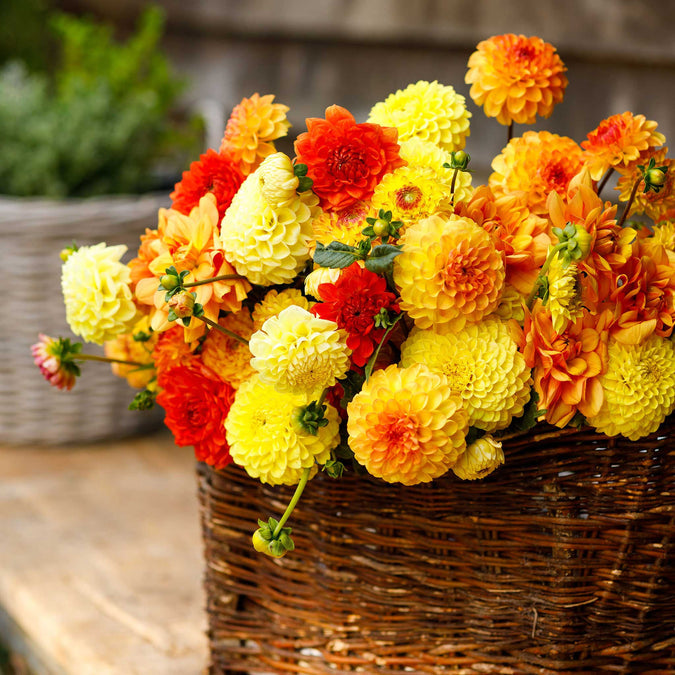 Dahlia Seeds (Ball & Decorative) - Sunny Mix