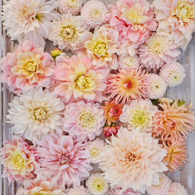 Dahlia Seeds - Sweet Dreams Mix