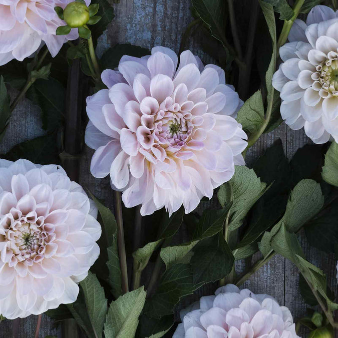 Dahlia Seeds (Decorative) - Sweet Nathalie