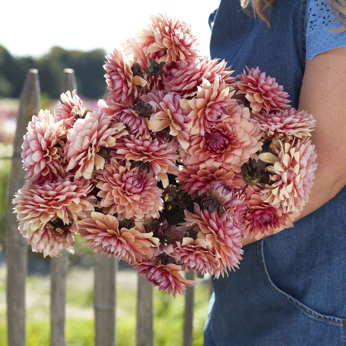 Dahlia Seeds (Decorative) - Sweet Sanne