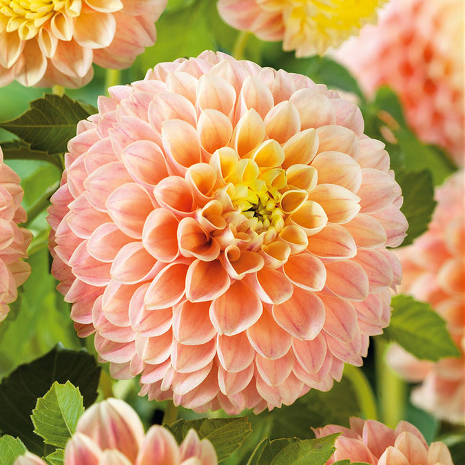 Dahlia Seeds (Ball) - Sweet Suzanne