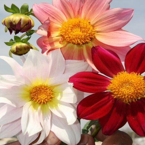 Dahlia Top Star Open Pollinated heirloom non-gmo organic garden seeds