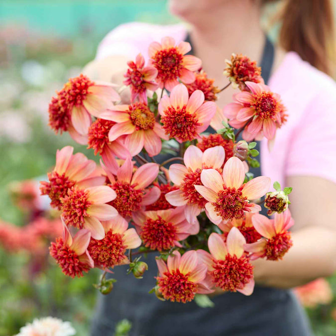 flowers high quality flower seeds for growing vibrant and colorful blooms in home gardens and landscapes organic flowers premium organic flower seeds for sustainable gardening and beautiful blossoms suitable for all climates