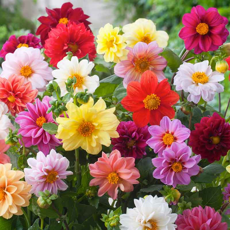 Unwins Dahlia Dahlia variabilis flower seeds for planting in home garden borders