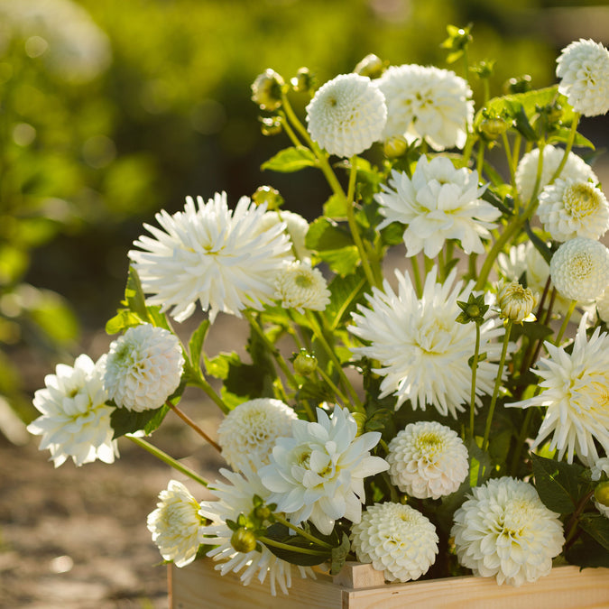 Dahlia Seeds - White Mix