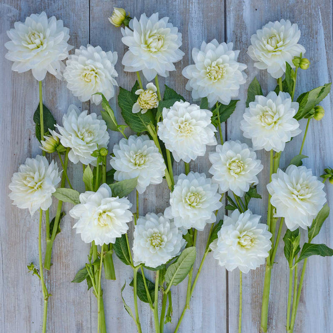 Dahlia Seeds (Decorative) - White Swan