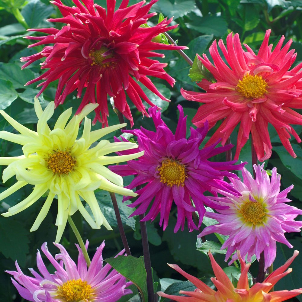 Dahlia Cactus Mix Spiky Petal Flower Seeds