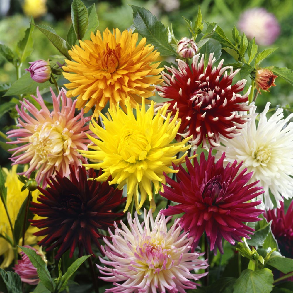 Dahlia Cactus Mix Spiky Petal Flower Seeds