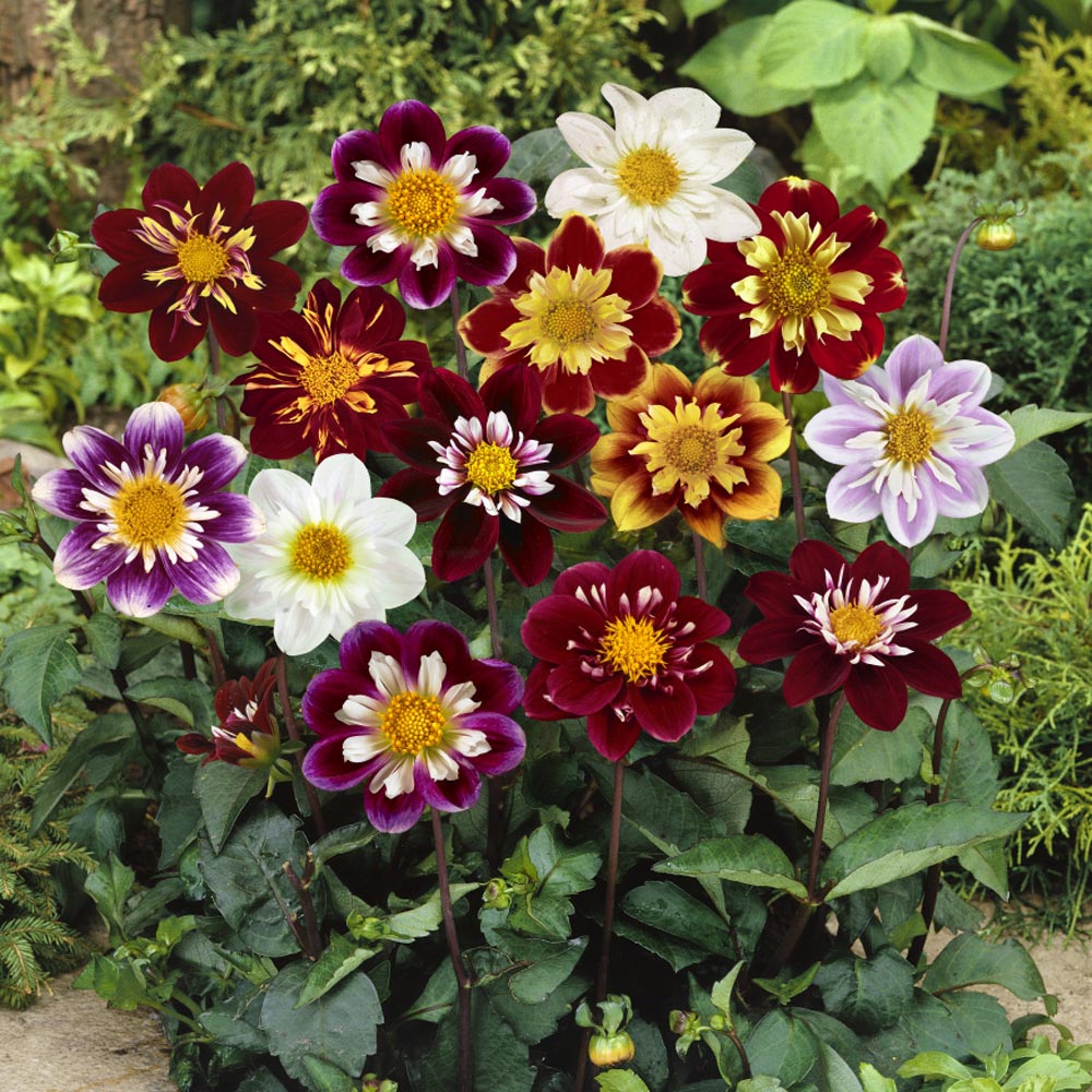 Dahlia Dandy Mix Compact Bloom Flower Seeds