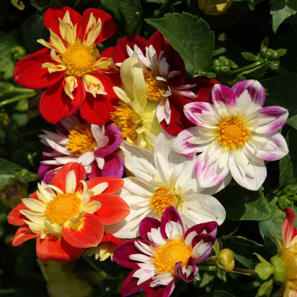 Dahlia Dandy Mix Compact Bloom Flower Seeds