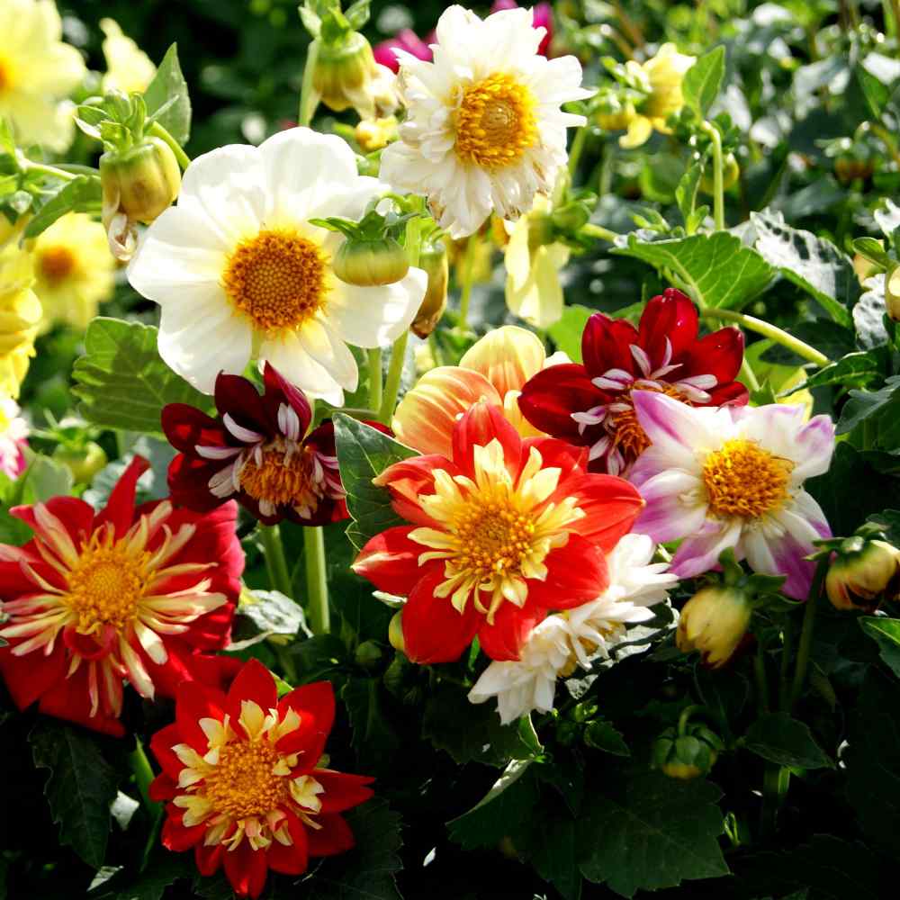 Dahlia Dandy Mix Compact Bloom Flower Seeds