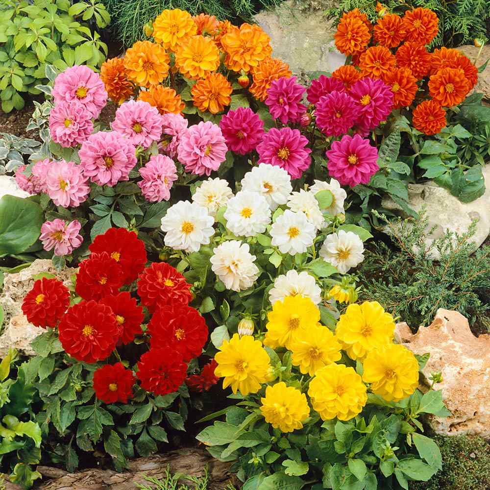 Dahlia Figaro Mix Early Blooming Flower Seeds