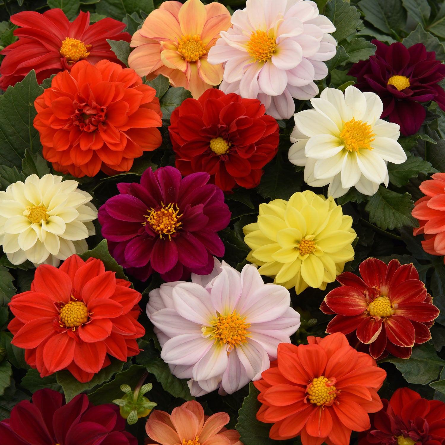 Dahlia Figaro Mix Early Blooming Flower Seeds