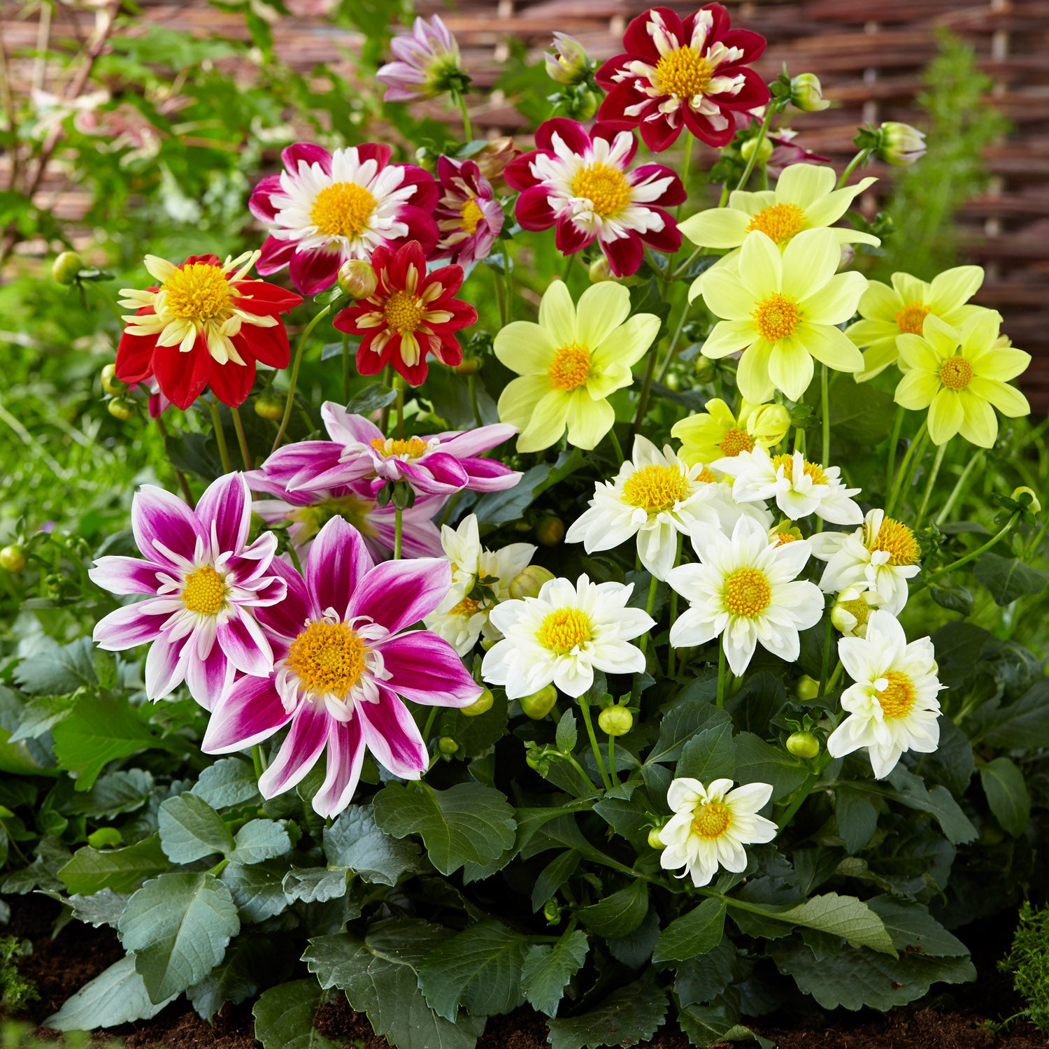 Dahlia Harlequin Mix Decorative Bloom Flower Seeds