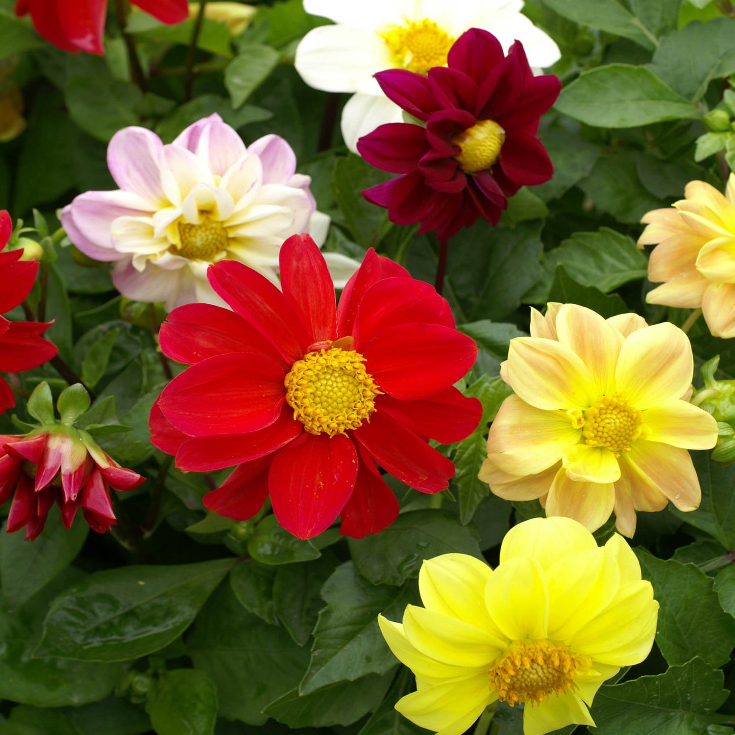 Dahlia Mignon Mix Dwarf Bedding Flower Seeds