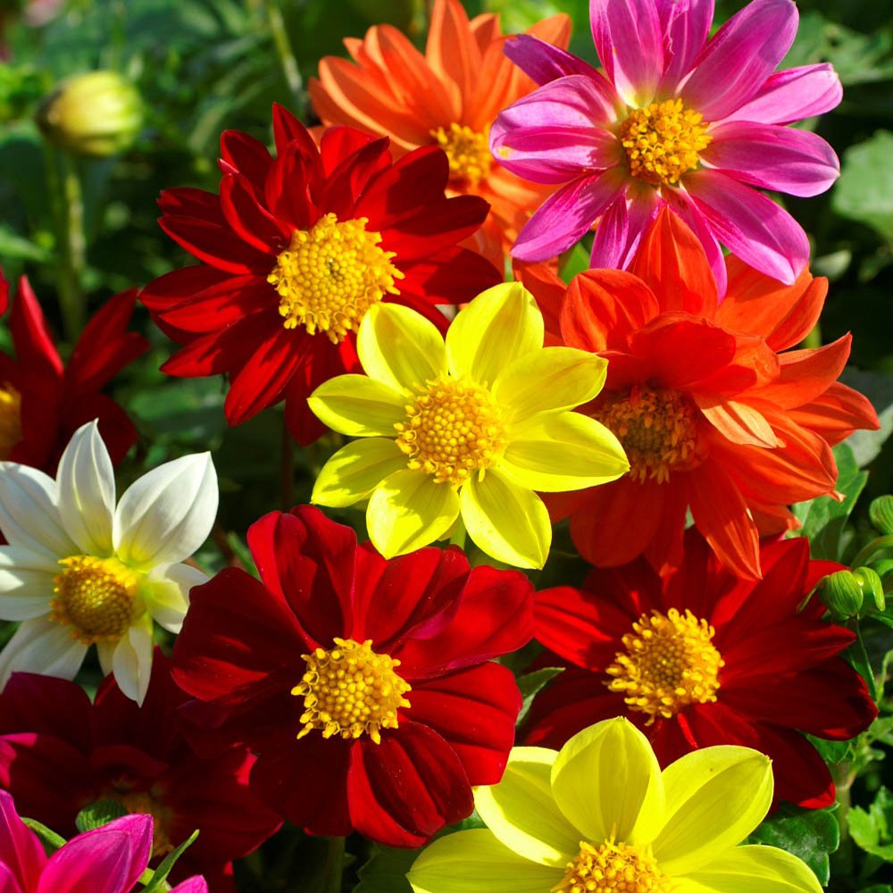 Dahlia Mignon Mix Dwarf Bedding Flower Seeds