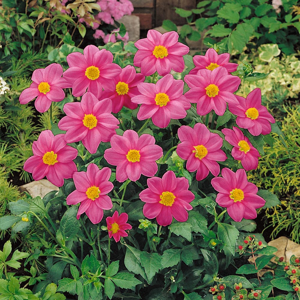 Dahlia Mignon Rose Soft Pink Bloom Flower Seeds