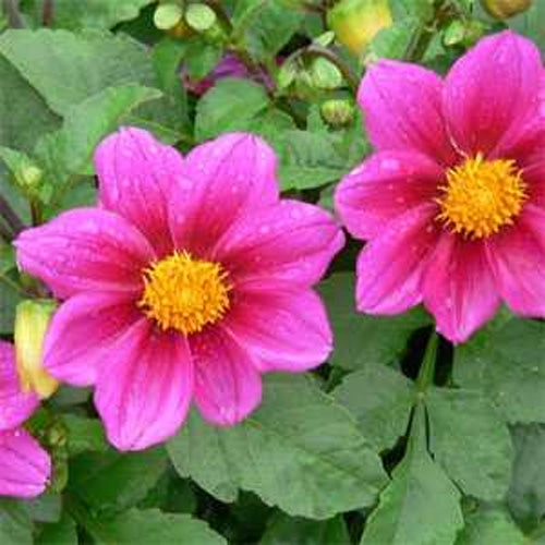 Dahlia Mignon Rose Soft Pink Bloom Flower Seeds