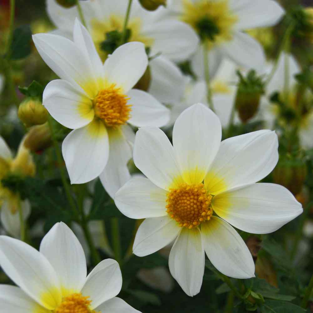 Dahlia Mignon White Pure White Bloom Flower Seeds