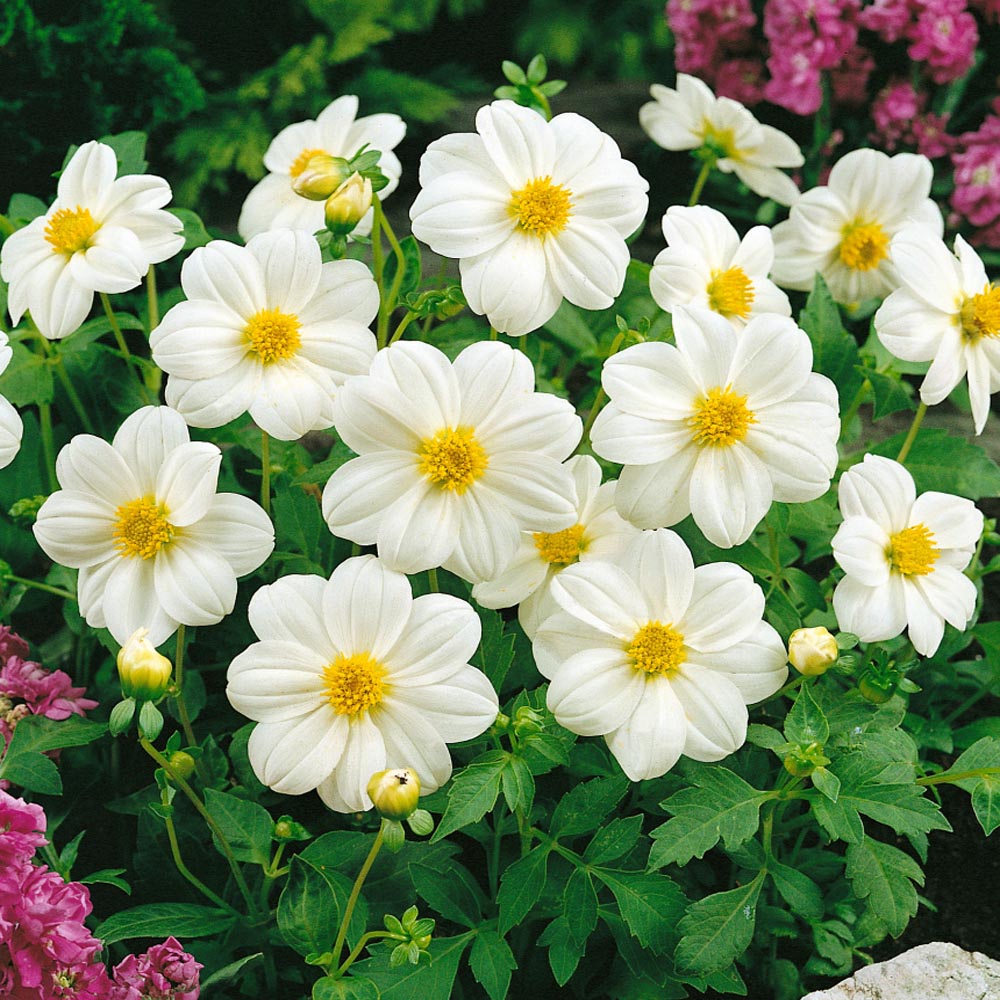 Dahlia Mignon White Pure White Bloom Flower Seeds