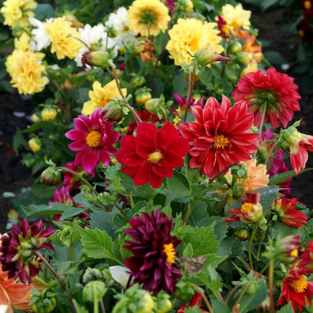 Dahlia Opera Mix Vibrant Color Flower Seeds