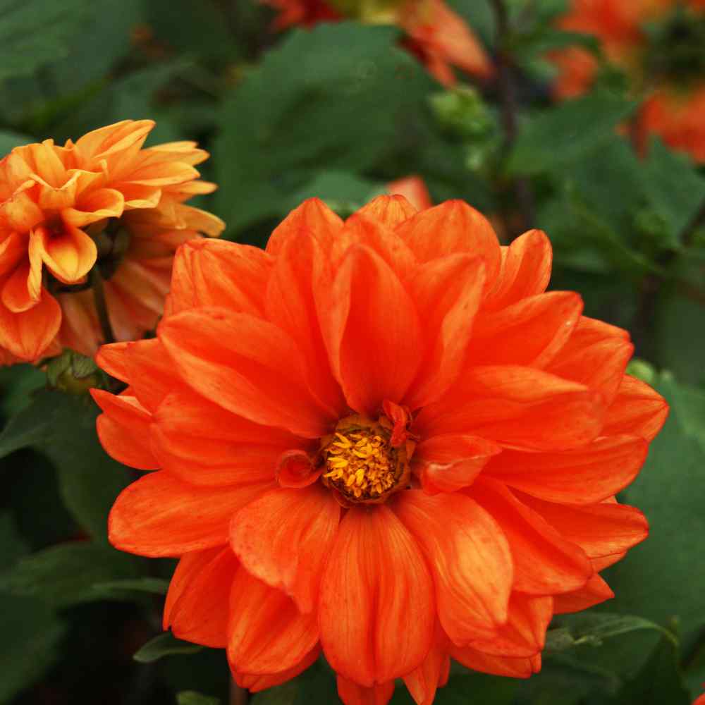 Dahlia Opera Orange Bright Orange Bloom Flower Seeds