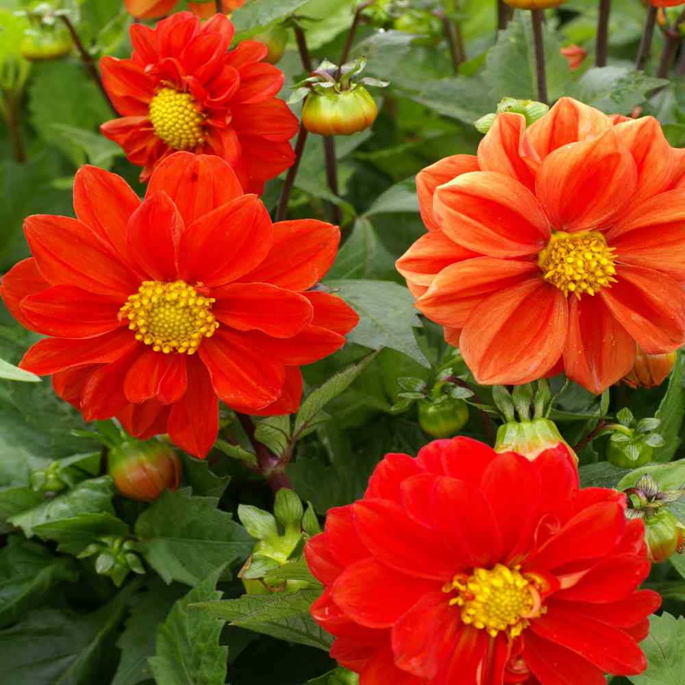 Dahlia Opera Orange Bright Orange Bloom Flower Seeds