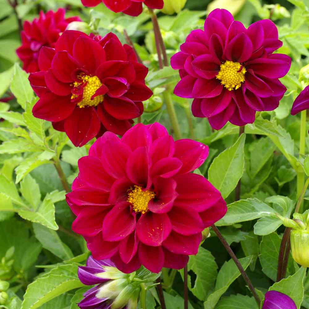 Dahlia Opera Violet Deep Purple Bloom Flower Seeds