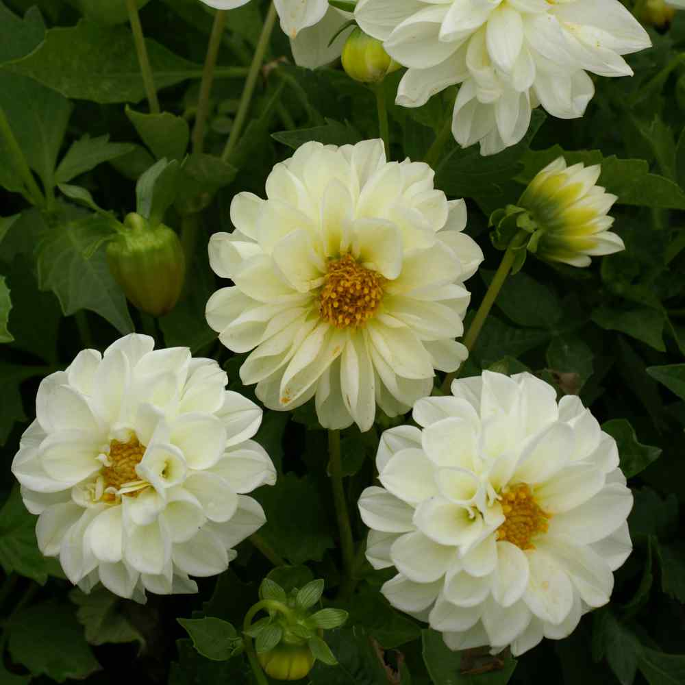 Dahlia Opera White Classic White Bloom Flower Seeds