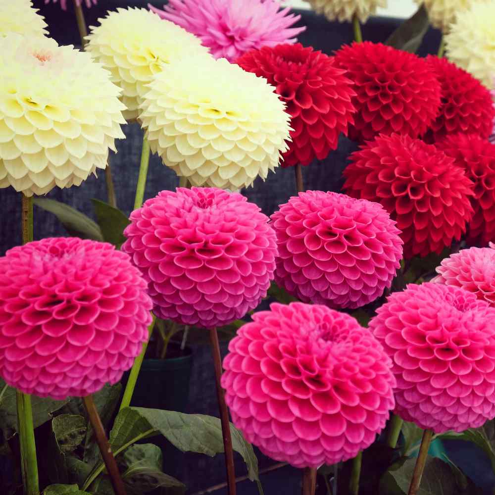 Dahlia Pompon Round Petal Bloom Flower Seeds