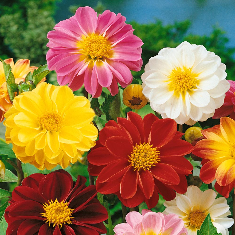 Dahlia Unwin Bedding Compact Garden Flower Seeds