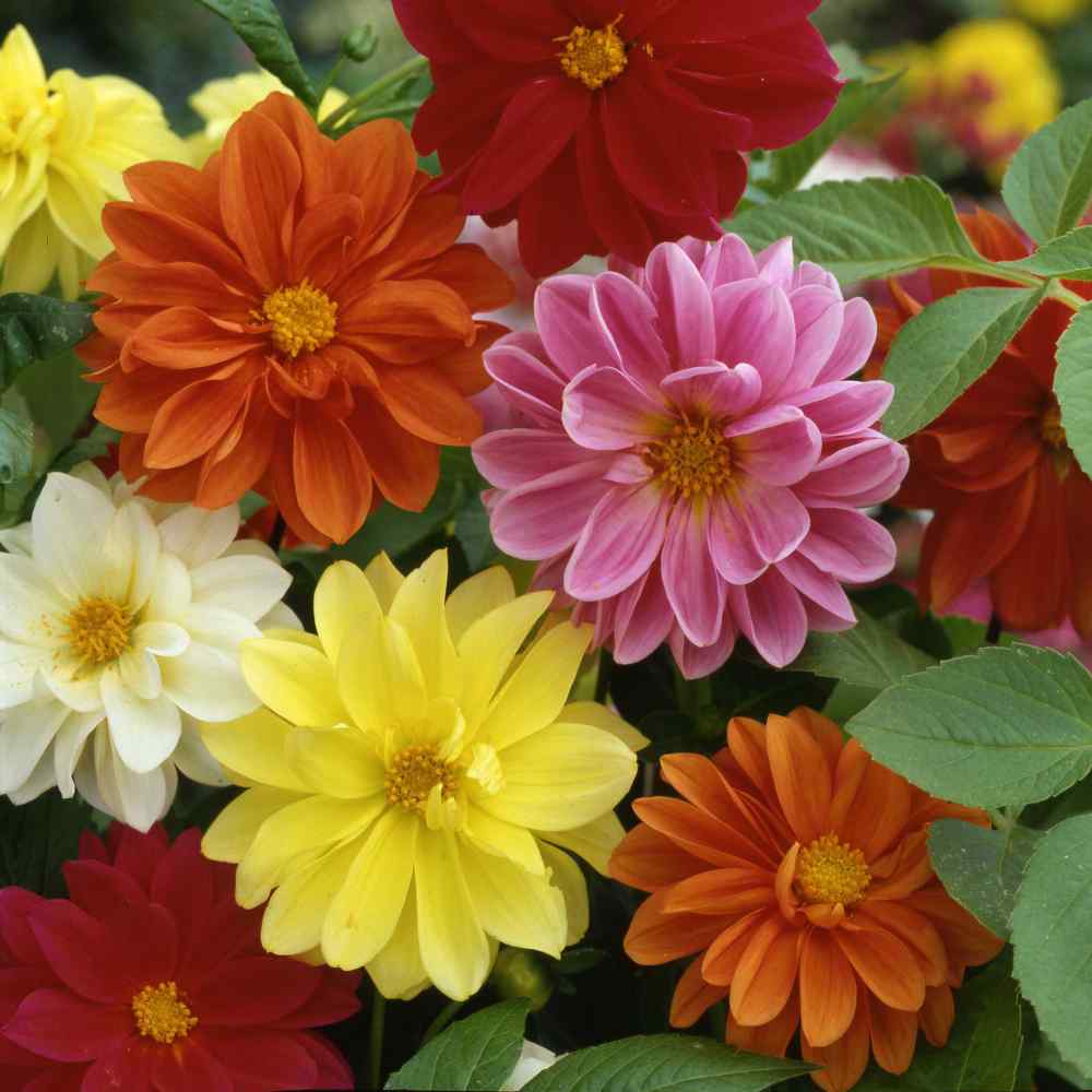 Dahlia Unwin Bedding Compact Garden Flower Seeds