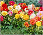 Giant Flower Seeds – Heirloom, Non-GMO Seeds for Planting Bold and Colorful Garden Blooms for planting in home garden