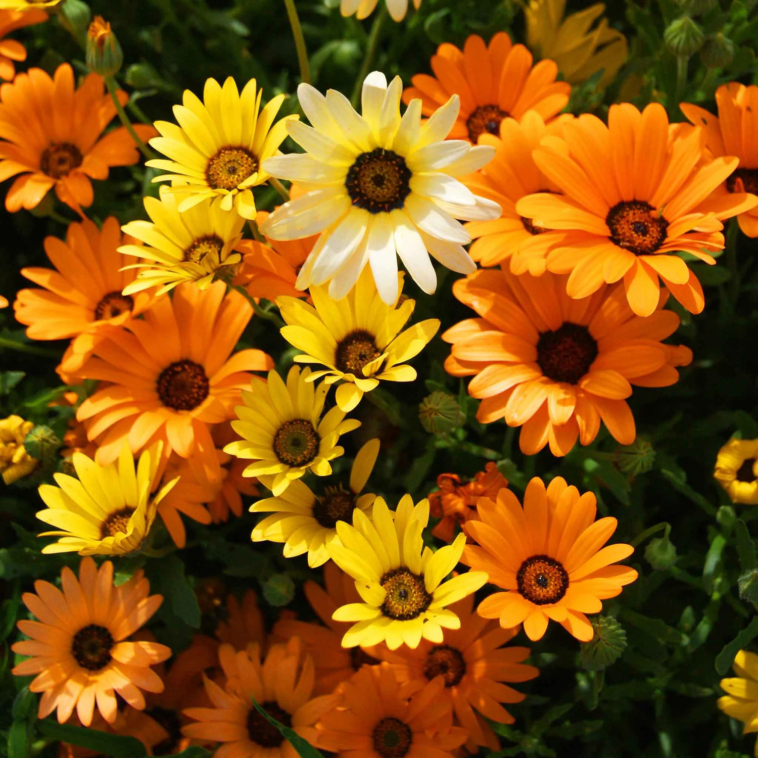 African Daisy Mix Bulk Seeds – Dimorphotheca Sinuata