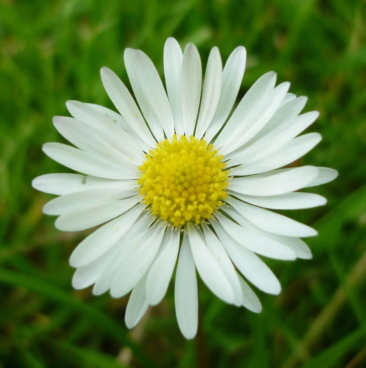 Daisy Bellis Perennis Flowering Seeds For Planting in backyard flower beds or home borders