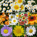 flowers high quality flower seeds for growing vibrant and colorful blooms in home gardens and landscapes organic flowers premium organic flower seeds for sustainable gardening and beautiful blossoms suitable for all climates