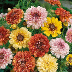 flowers high quality flower seeds for growing vibrant and colorful blooms in home gardens and landscapes organic flowers premium organic flower seeds for sustainable gardening and beautiful blossoms suitable for all climates