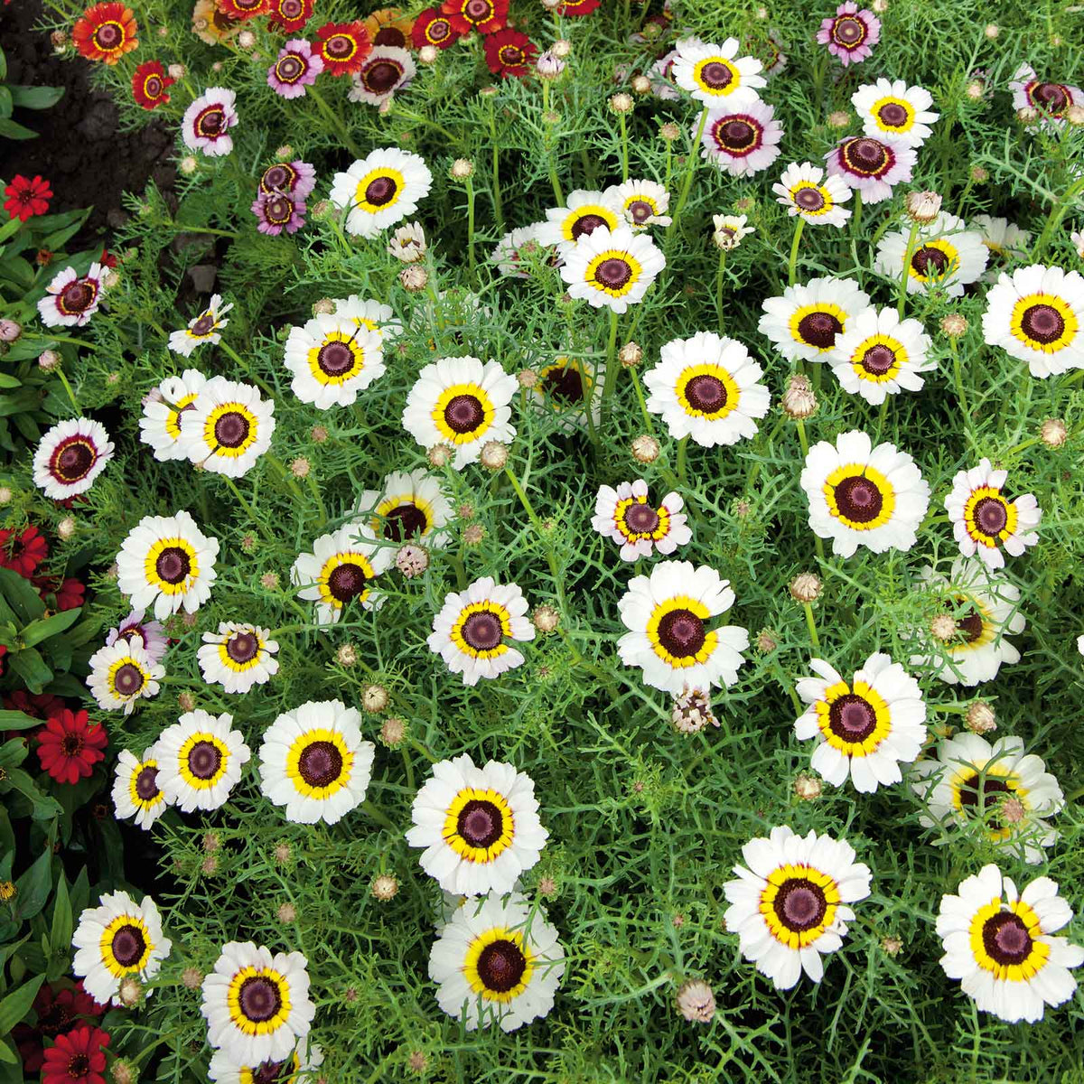 flowers high quality flower seeds for growing vibrant and colorful blooms in home gardens and landscapes organic flowers premium organic flower seeds for sustainable gardening and beautiful blossoms suitable for all climates