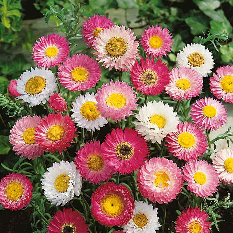 flowers high quality flower seeds for growing vibrant and colorful blooms in home gardens and landscapes organic flowers premium organic flower seeds for sustainable gardening and beautiful blossoms suitable for all climates