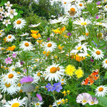 flowers high quality flower seeds for growing vibrant and colorful blooms in home gardens and landscapes organic flowers premium organic flower seeds for sustainable gardening and beautiful blossoms suitable for all climates