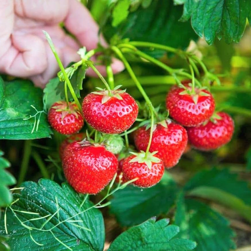 Daisy Strawberry seeds for backyard garden use