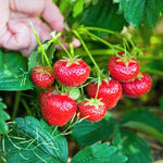 Daisy Strawberry seeds for backyard garden use
