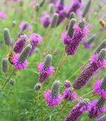 Heirloom Non-GMO Dalea Purpurea Flower Seeds for Planting – Pollinator-Friendly Purple Prairie Blooms - Non-GMO for planting in home garden