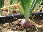 Damast onion seeds planting guide for gardeners with easy growing steps