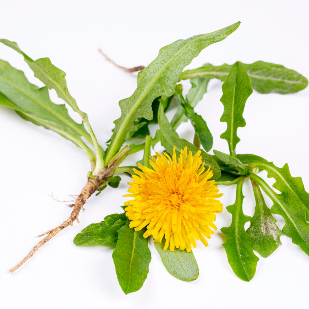 Dandelion seeds for natural lawn and garden areas