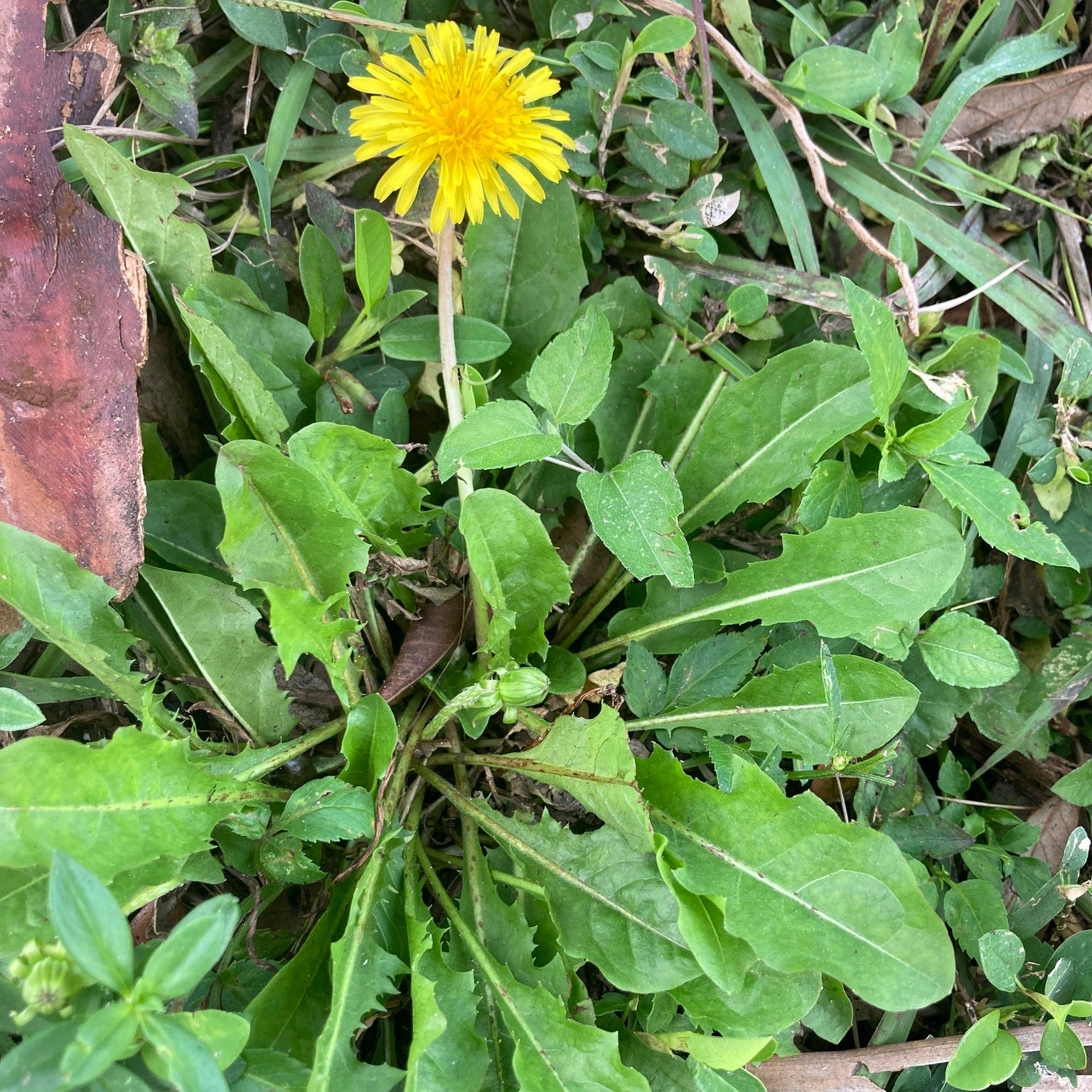 Dandelion seeds germination stage in garden soil