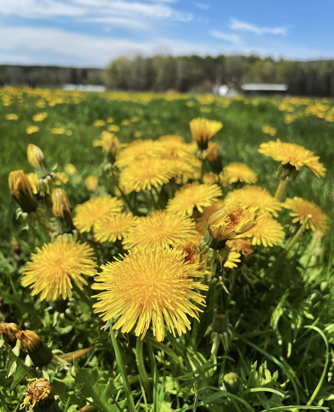 Dandelion Plants